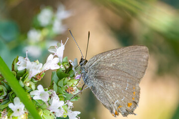 Brown butterfly of the genus satyrium sucking pollen from a flower in summer