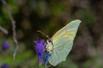 yellow butterfly of the genus gonepteryx extracting pollen from a flower echium sabulicola pomel viper bugloss