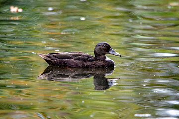 Dunkle Stockente auf ruhigem Wasser schwimmend