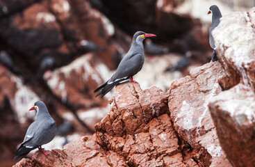 The Paracas National Reserve is a vast protected area that encompasses both land and sea. A PARADISE FOR BIRDWATCHERS