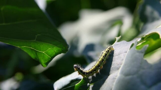 Caterpillar worm in the green rainforest macro