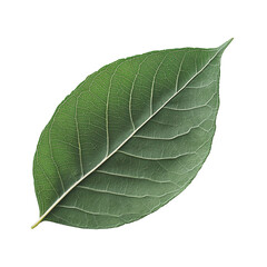 Obraz premium . limb leaf on white background. 
