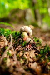 Parka grzybów w leśnym runie - Gorzkoborowik żółtopory - A pair of mushrooms in the forest floor - Yellow-headed Boletus