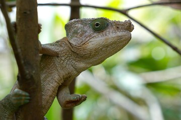 Wildlife portrait of a chameleon in a green environment in Madagascar