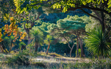 Fototapeta premium Vibrant Forest Scene with Diverse Plants