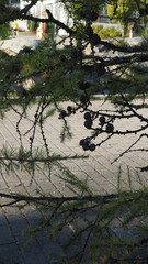 Сones on the branches