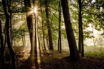 Promienie słońca przebijające sie przez korony drzew w lesie rankiem - Sun rays breaking through the treetops in the forest in the morning