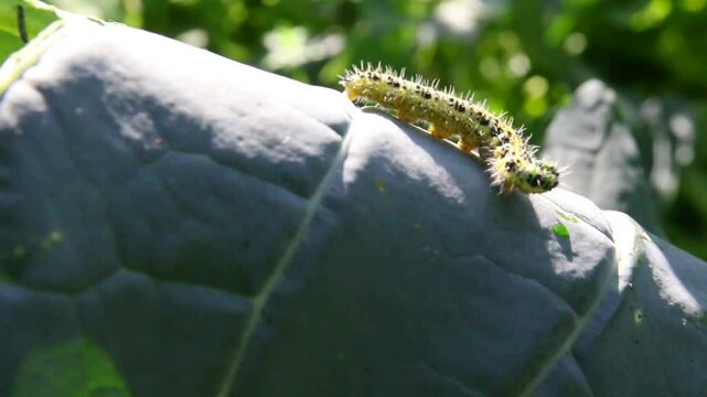 Caterpillar worm in the green rainforest macro
