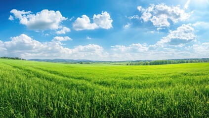Green Field Under Blue Sky