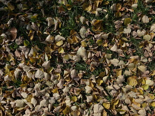 background of dried leaves
