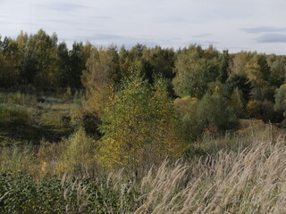 Obraz premium forest in autumn