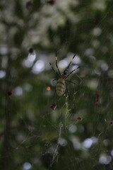spider on the web