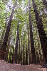 The image shows towering sequoia trees in Cantabria, their trunks rising straight up, with a dense canopy of green leaves filtering sunlight, creating a peaceful and majestic forest atmosphere.