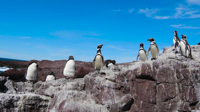 Big group of Magellanic penguin Spheniscus magellanicus standings by the sea pale blue sky behind and guana on the rocks.