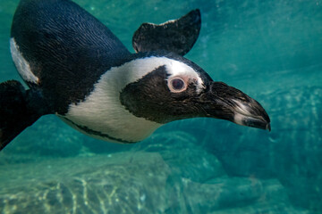 african cape penguin underwater swimming in water. African penguin. Spheniscus demersus. Cape penguin or South African penguin.