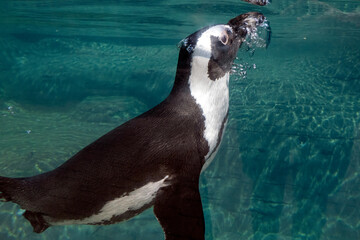 african cape penguin underwater swimming in water. African penguin. Spheniscus demersus. Cape penguin or South African penguin.