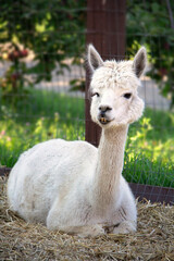 Obraz premium White Alpaca Calmly Resting on Hay Inside Fenced Enclosure