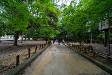 奈良県　奈良公園の風景