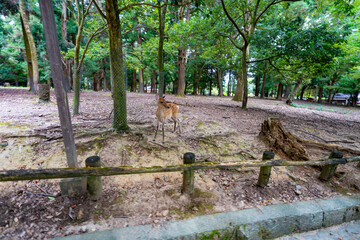 奈良県　奈良公園の風景