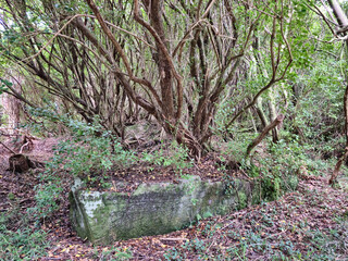 Deep in the forest, trees, branches and leaves natural background, in the woods