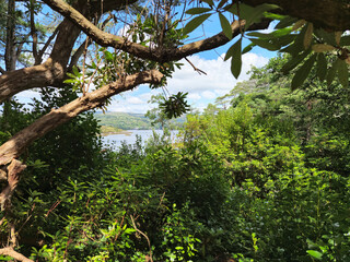 Fototapeta premium Deep in the forest, trees, branches and leaves natural background, in the woods