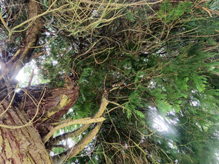 Deep in the forest, trees, branches and leaves natural background, in the woods