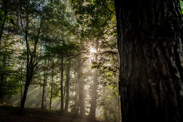 Illuminated forest in the fog,  Rozświetlony las we mgle