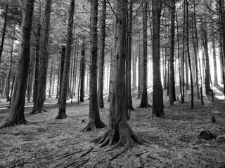 Deep in the forest, trees, branches and leaves natural black and white background, in the woods