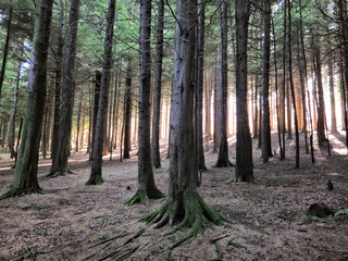 Deep in the forest, trees, branches and leaves natural background, in the woods