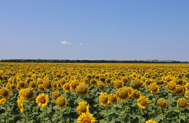Naklejka premium field of sunflowers and sky
