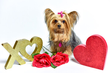 yorkshire terrier puppy