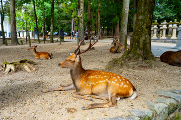 奈良県　奈良公園の鹿達の風景