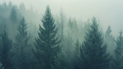 A dense forest of tall evergreen trees, blanketed in mist, evokes a sense of enchantment and calm.