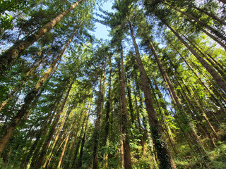 Deep in the forest, trees, branches and leaves natural background, in the woods
