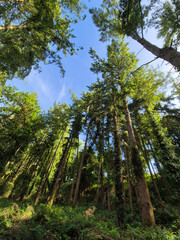 Deep in the forest, trees, branches and leaves natural background, in the woods