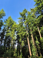 Fototapeta premium Deep in the forest, trees, branches and leaves natural background, in the woods