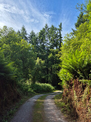 Deep in the forest, trees, branches and leaves natural background, in the woods