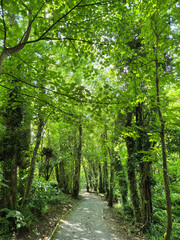 Obraz premium Deep in the forest, trees, branches and leaves natural background, in the woods