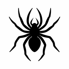 spider isolated
