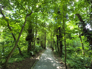 Deep in the forest, trees, branches and leaves natural background, in the woods