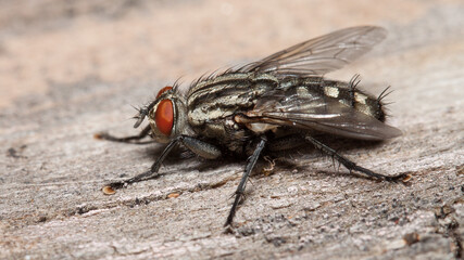 close up of fly