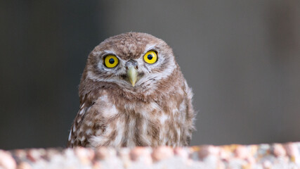 great horned owl