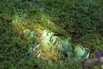 A cluster of vibrant green mushrooms, illuminated by a soft, ethereal glow, nestled in a bed of moss on a forest floor, creating a magical scene.