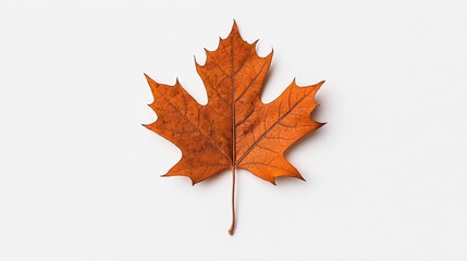 Fototapeta premium Brown maple leaf on a white isolated background.
