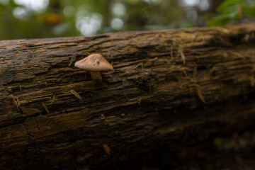 Aufnahme von ess und nicht essbaren Pilzen im Wald mit moosigen Boden