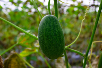 cucumber garden ready for harvest