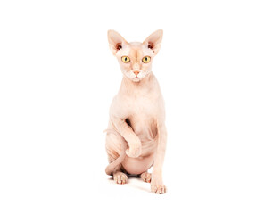 Curious Sphynx cat sitting with one paw raised. Front view of hairless cat looking at camera with focused body language. Solid red naked male cat with yellow eyes. Selective focus. White background.