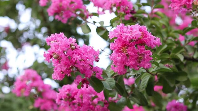 Lagerstroemia indica (crape myrtle) tree with pink flowers booming in garden. Close-up.