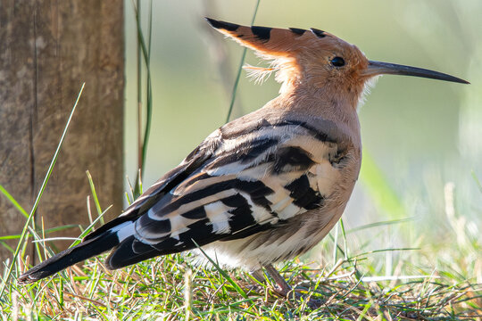 hoopoe upupa epops It is an exotic multi-colored bird that lives in the Mediterranean area puput