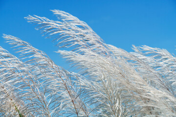 Soft Grass Against Bright Blue Sky